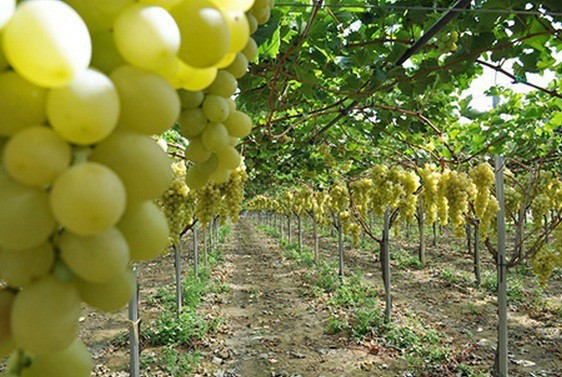 Jual Tanaman Anggur Hijau Belgia | Bibit Online
