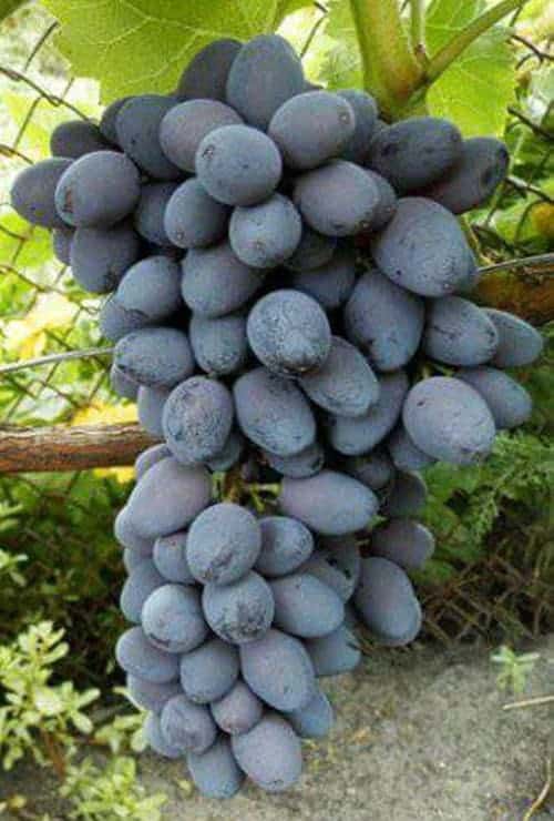 Jual Tanaman Anggur  Jupiter Seedless 15 20 cm Bibit Online