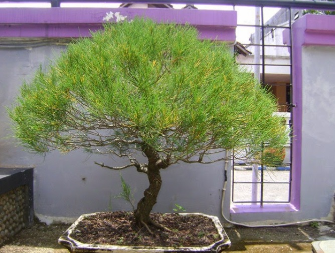 Gambar bonsai cemara udang untuk pemula dalam pembahasan teknik dasar perawatan bonsai cemara udang untuk pemula