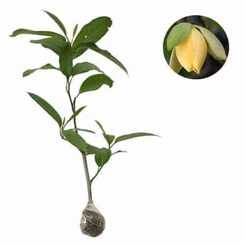 Jual Tanaman Cempaka Telur Kuning Magnolia Liliifera Bibit Online