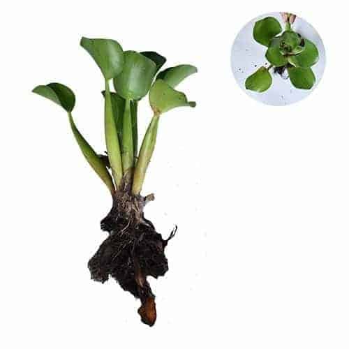 Jual Tanaman Eceng Gondok Water Hyacinth Bibit Online