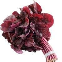 tanaman herbal penyubur kandungan