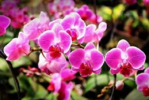 Jenis Tanaman  Hias  Bunga  Anggrek  di Indonesia Bibit Online