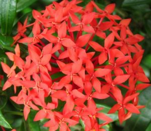 30 Tanaman Hias Bunga Terindah Yang Mempercantik Rumahmu Page 3 Of 3 Bibit Online