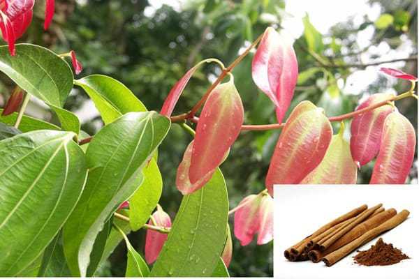  Kayu Manis Cinnamomum burmani nees Bl PHrebI com