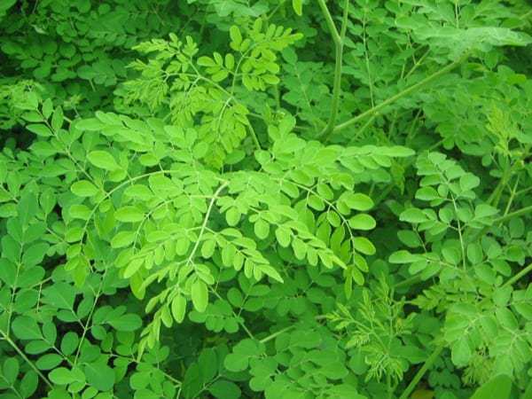 Kelor Moringa oleifera PHrebI com