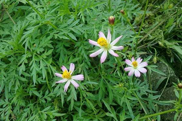 Kenikir (Cosmos caudatus Kunth.) | AplikasiHerbal.com