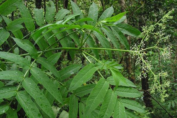 Sangitan Sambucus Javanica Reinw Aplikasiherbal Com