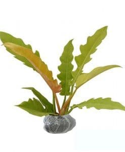 3 Tips Cara Menanam Dan Merawat Tanaman Hias Philodendron 3 tips cara menanam dan merawat tanaman hias philodendron