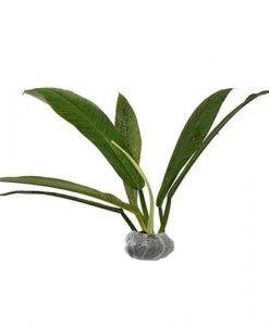 3 Tips Cara Menanam Dan Merawat Tanaman Hias Philodendron 3 tips cara menanam dan merawat tanaman hias philodendron