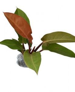 3 Tips Cara Menanam Dan Merawat Tanaman Hias Philodendron 3 tips cara menanam dan merawat tanaman hias philodendron