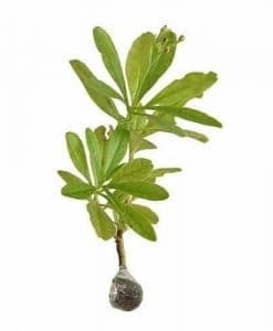 Tanaman Herbal Penambah Stamina Pria | Bibit Online Cabe Jamu Khasiat dan Kegunaan | toranews