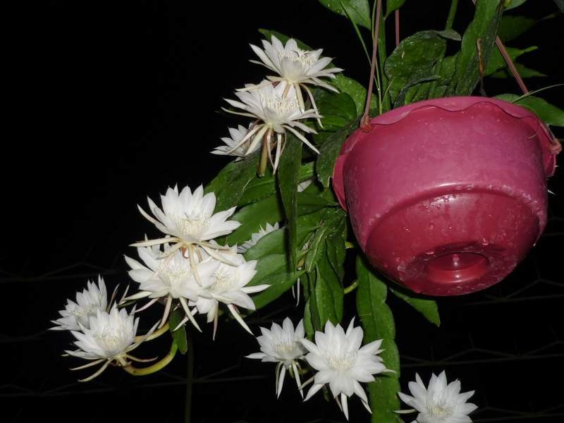 Tanaman Bunga Berbau Harum | Bibit Online