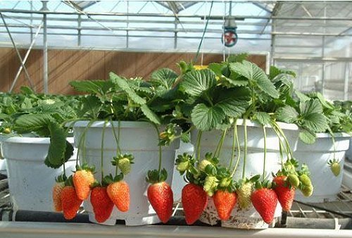  Tanaman  Buah  buahan dalam  Pot  Bibit Online