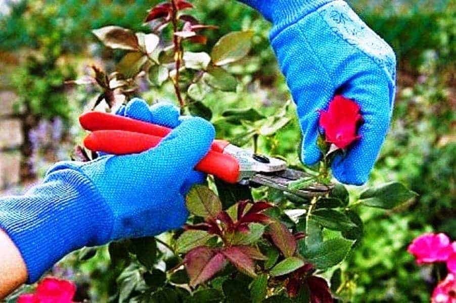 Tipps zur Pflege von Pflanzen