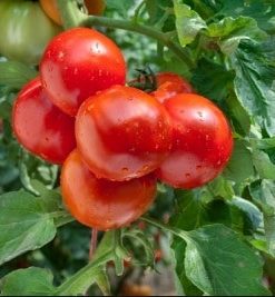 Jual Tanaman Sayuran | Bibit Online