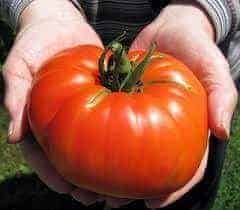 benih tomat impor
