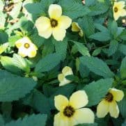 Jual Benih Bibit Tanaman Bunga Viola Terbaru Bibit Online