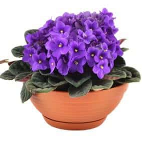 Jual Benih Bibit Tanaman Bunga Violces Terbaru Bibit  Jual Benih Bibit Tanaman Bunga Violces Terbaru Bibit