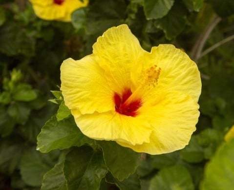 tanaman parasit hibiscus